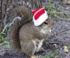 Noel Baba şapkası ile sincap